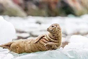 Naturalist Prints: Harbor seal (Phoca vitulina) hauled out on ice calved from South Sawyer Glacier