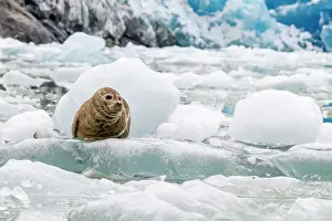 Animal Kingdom Prints: Harbor seal (Phoca vitulina) hauled out on ice calved from South Sawyer Glacier