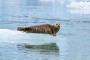 Natural History Prints: Harbor seal (Phoca vitulina) hauled out on ice calved from South Sawyer Glacier