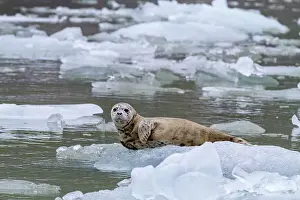 Wildlife Conservation Prints: Harbor seal (Phoca vitulina) hauled out on ice calved from South Sawyer Glacier
