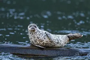 Fjords Prints: Harbor seal (Phoca vitulina) hauled out on submerged log in Misty Fjords National Monument