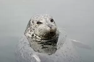 Images Dated 3rd March 2009: Harbor seal (Phoca vitulina), near Victoria, British Columbia, Canada, North America