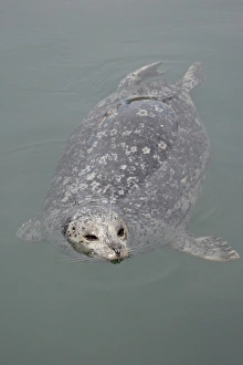 Images Dated 3rd March 2009: Harbor seal (Phoca vitulina), near Victoria, British Columbia, Canada, North America