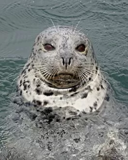 Harbor seal (Phoca vitulina), near Victoria, British Columbia, Canada, North America