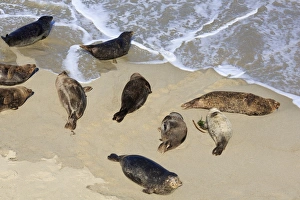 La Jolla Prints: Harbor seals, La Jolla, San Diego, California, United States of America, North America