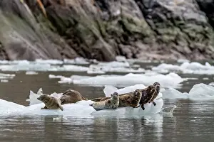 Chill Prints: Harbor seals (Phoca vitulina) hauled out on ice calved from South Sawyer Glacier