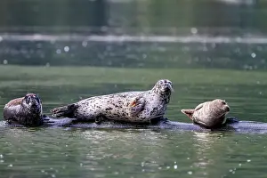 Coastal Environment Prints: Harbor seals (Phoca vitulina) hauled out on a submerged log in Misty Fjord National Monument