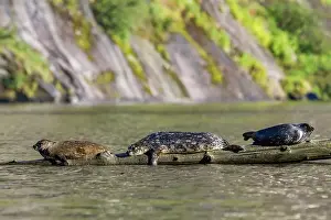 Logging Prints: Harbor seals (Phoca vitulina) hauled out on submerged log in Misty Fjords National Monument