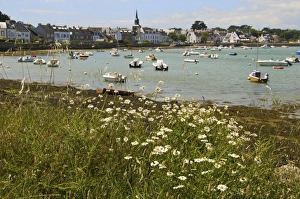 Morbihan Prints: Harbour and church, panorama with daisies in the foreground, at Locmariaquer