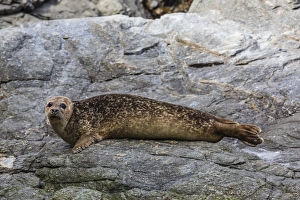 Shetlands Prints: Harbour seal (common seal) (Phoca vitulina)