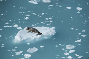 Lying On Front Prints: Harbour seal on ice floe, Glacier Bay, Alaska, United States of America, North America
