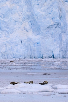 Floating On Water Prints: Harbour Seals (Phoca Vitulina) on an iceberg, blue ice of Aialik Glacier, Kenai Fjords
