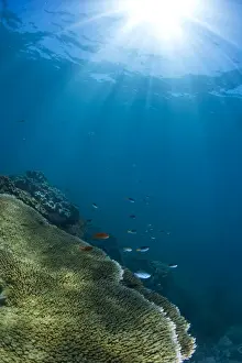 Sealife Prints: Hard and soft coral landscape scenic at Thetford Reef on the Great Barrier Reef
