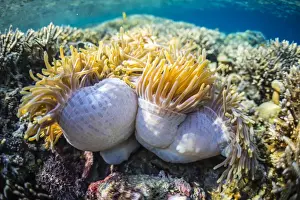 Hard Coral Prints: Hard and soft corals and anenomes underwater on Sebayur Island