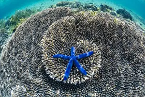 Hard Coral Prints: Hard and soft corals and sea star underwater on Sebayur Island