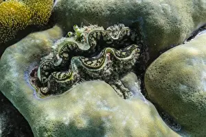 Hard and soft corals and tridacna clam on underwater reef on Jaco Island, Timor Sea, East Timor, Southeast Asia, Asia
