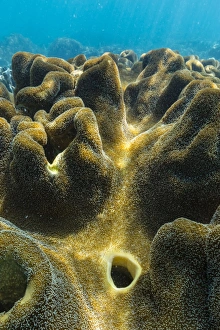 Hard Coral Prints: Hard and soft corals on underwater reef on Jaco Island
