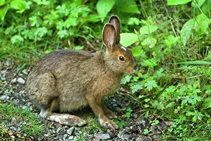 Carnivore Prints: Hare, Ile aux Lievres, Saint-Laurent river, Quebec province, Canada, North America