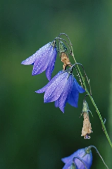 Springtime Prints: Harebell (Campanula rotundifolia)