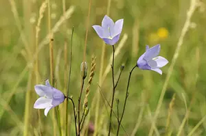 Harebell (Campanula rotundifolia) flowering in chalk grassland meadow, Wiltshire, England, United Kingdom, Europe