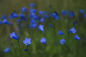 County Donegal Prints: Harebell, County Donegal, Ireland