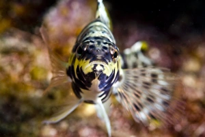 Images Dated 5th March 2008: Harlequin bass (Serranus tigrinus), St. Lucia, West Indies, Caribbean, Central America