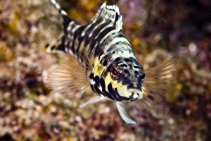 Images Dated 5th March 2008: Harlequin bass (Serranus tigrinus), St. Lucia, West Indies, Caribbean, Central America
