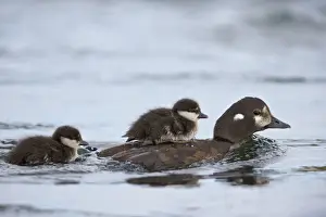 Harlequin Duck (Histrionicus histrionicus) duckling riding on its mothers back, Lake Myvatn, Iceland, Polar Regions