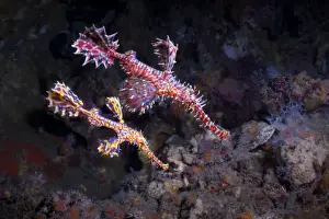 Harlequin Ghost Pipefish, (Solenostomus paradoxus), Southern Thailand, Andaman Sea, Indian Ocean, Asia