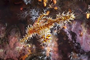 Fishes Prints: Harlequin ghost pipefish (Solenostomus paradoxus)