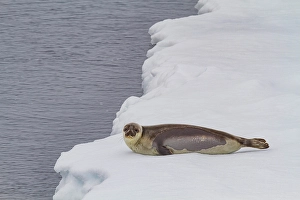 Oceanic Prints: Harp seal (Pagophilus groenlandicus)