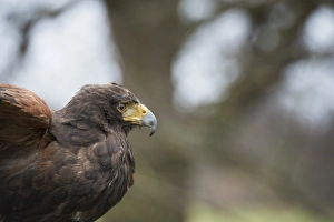 Raptor Prints: Harris hawk (Parabuteo unicinctus), raptor, Herefordshire, England, United Kingdom