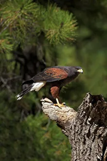 Arizona Gallery: Harris hawk (Parabuteo unicinctus), Bearizona Wildlife Park, Williams, Arizona