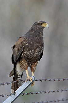 Foreground Focus Gallery: Harriss hawk (Parabuteo unicinctus), Sweetwater Wetlands, Tucson, Arizona