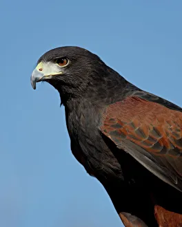 Images Dated 24th November 2009: Harriss Hawk (Parabuteo unicinctus) in captivity, Arizona Sonora Desert Museum