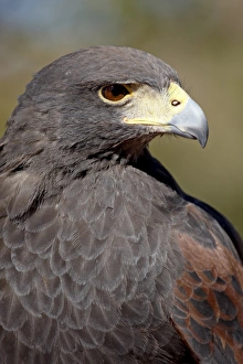Images Dated 12th November 2008: Harriss hawk (Parabuteo unicinctus) in captivity, Arizona Sonora Desert Museum