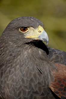 Images Dated 25th November 2009: Harriss hawk (Parabuteo unicinctus) in captivity, Arizona Sonora Desert Museum