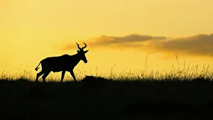Back Lit Prints: Hartebeest (Alcelaphus Buselaphus), Mara North, Maasai Mara, Kenya, East Africa, Africa