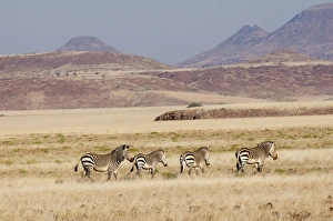 Hartmanns mountain zebra (Equus zebra hartmannae), Palmwag Concession, Damaraland, Namibia, Africa