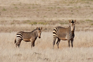 Hartmanns mountain zebra (Equus zebra hartmannae), Palmwag Concession, Damaraland, Namibia, Africa