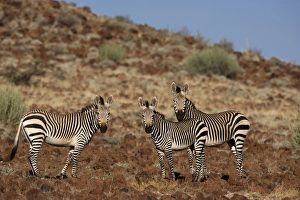Damaraland Prints: Hartmanns Mountain Zebras (Equus zebra hartmannae)