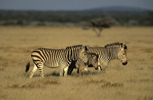 Damaraland Prints: Hartmans mountain zebra