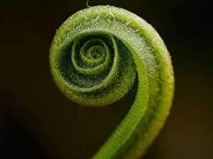 Foreground Focus Gallery: Harts Tongue Fern (Phyllitis scolopendrium), County Clare, Munster