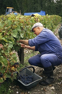 One Mature Man Only Prints: Harvest in the Medoc vineyards, Margaux, Gironde, Aquitaine, France, Europe