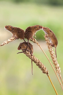 Harvest Mouse Prints: Harvest mice (Micromys minutus), captive, United Kingdom, Europe