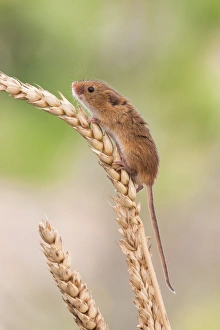Profiles Prints: Harvest mouse (Micromys minutus), captive, United Kingdom, Europe