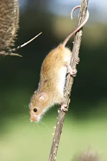 Harvest mouse (Micromys minutus) the smallest British rodent by weight, with prehensile tails to help them climb, United Kingdom, Europe