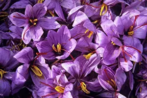 Floral Prints: Harvest of Saffron flowers (crocus sativus)