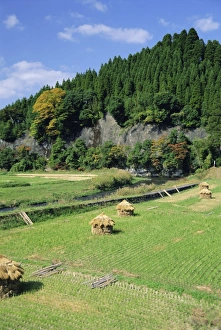 Oita Prints: Harvest time