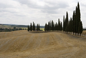 Cypress Trees Prints: Harvested barley field with Cypress trees, Tuscany, Italy